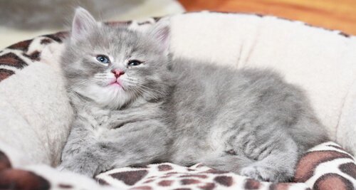 Kitten lying down in bed