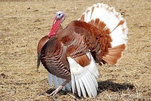 The Bourbon Red turkey