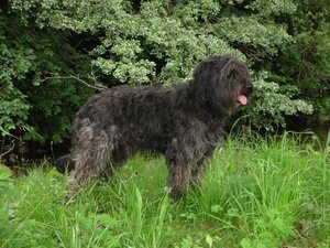 Catalan Sheepdog standing in the grass