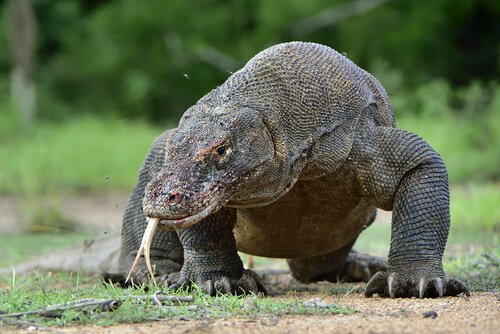 The Komodo Dragon: Learn About This “Monster”