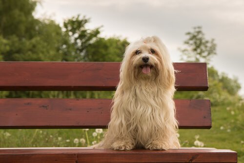 Havanese