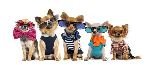 chihuahas wearing clothes and glasses