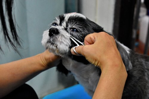 A dog getting the hair in his eyes cut