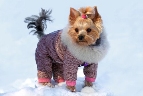 Yorkie dressed for the snow
