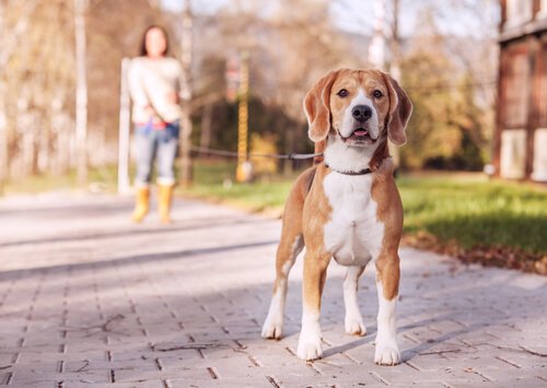 7 Types Of Dog Leashes And How To Use Them