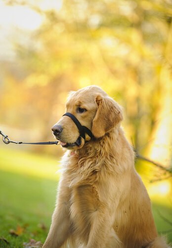  Golden Retriever wearing a Halti leash 