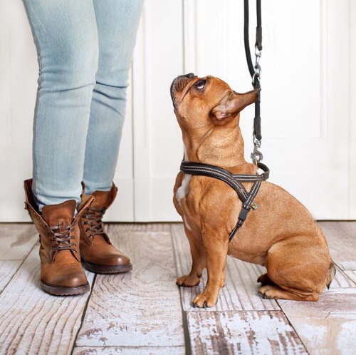  French Bulldog wearing a multi-function leash 