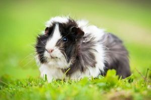 8 Curious Facts about Guinea Pigs