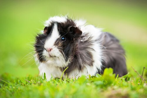 8 Curious Facts about Guinea Pigs