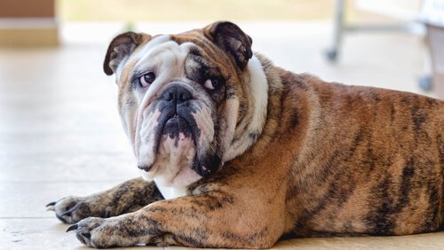 depressed dog needs to see psychologist