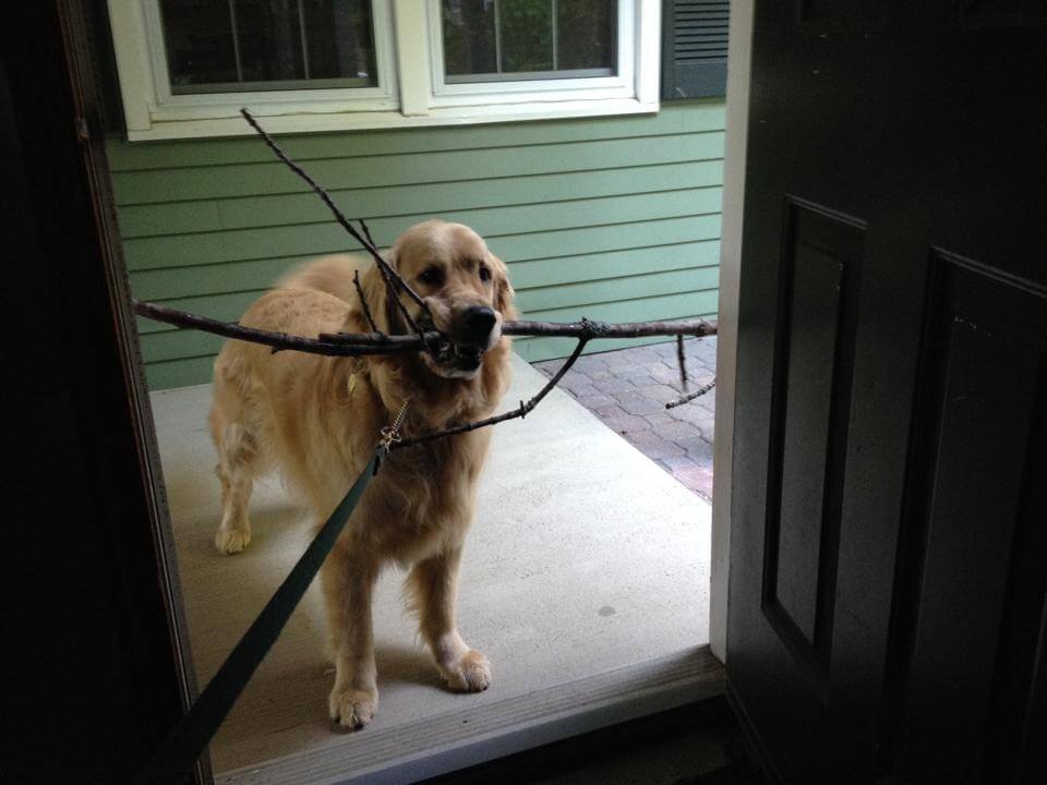 Golden Retriever holding sticks in mouth