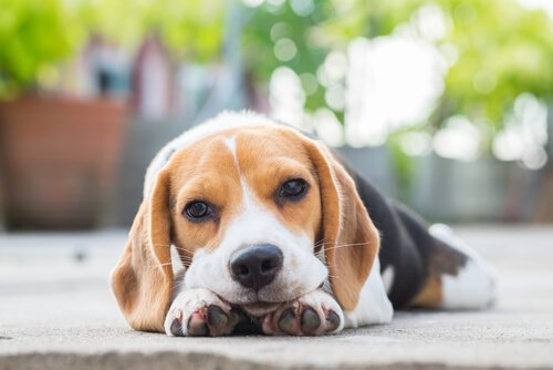 Depression Symptoms in Dogs