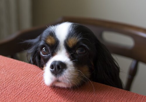 dog begging for food at table