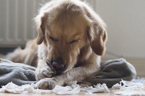 A Lab chewing up a roll of toilet paper
