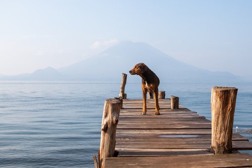 A dog on a dock