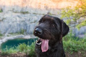 Mixed-Breed Dogs Are Healthier: True or False?