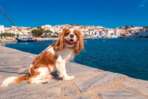 Ποια είναι η διαφορά μεταξύ των σκύλων της πόλης και της εξοχής;