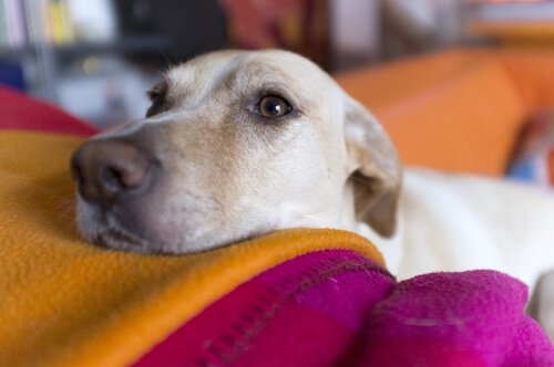 dog resting head on cushion