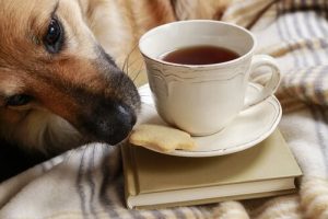 Tips to Stop Your Dog From Stealing Food