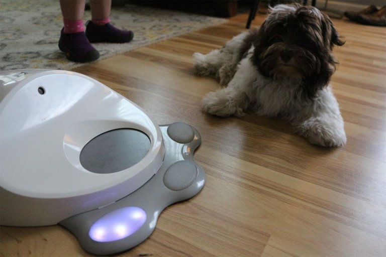 Interactive toys for dogs 