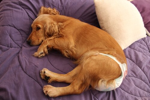 dog uses doggy diapers