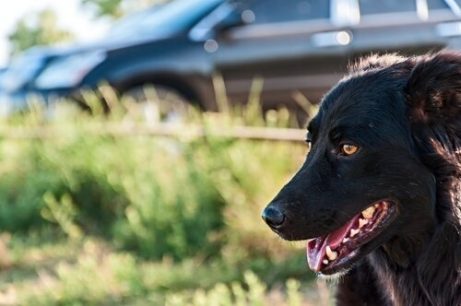 places to take your dog