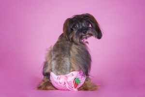 The When, How and Why of Doggy Diapers
