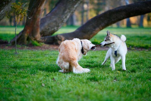 two male dogs fighting over stick