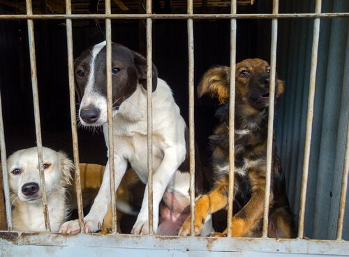 Three dogs showing symptoms of depression due to being locked up in a cage