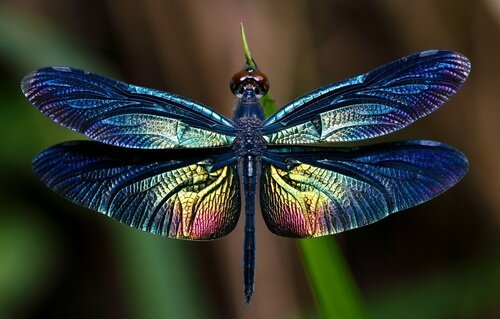 Dragonflies: All About This Large Winged Insect