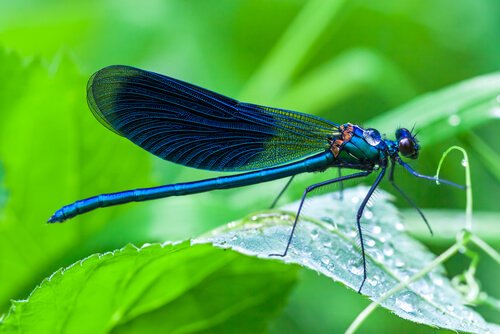 A dragonfly on a leaf