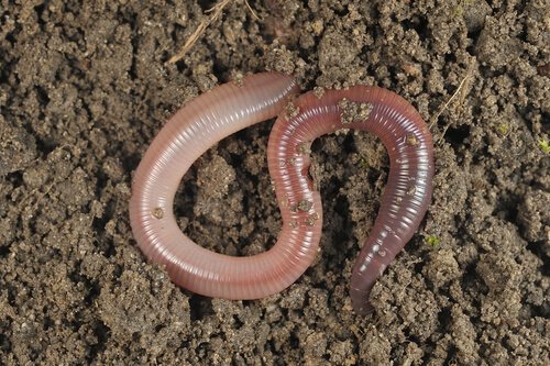 5 Interesting Facts You Didn T Know About Earthworms My Animals