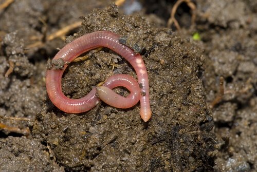 earthworms are hermaphrodites