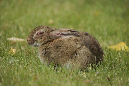 Rabbit sitting in a field