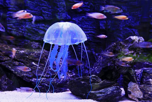 Jellyfish swimming with fish