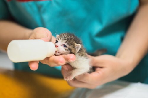 feeding a litter of kittens in the street