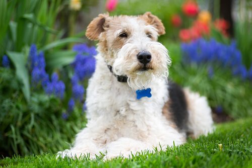  Fox Terrier laying in the grass 