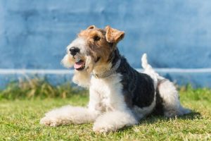 Everything You Need to Know Before Adopting a Fox Terrier
