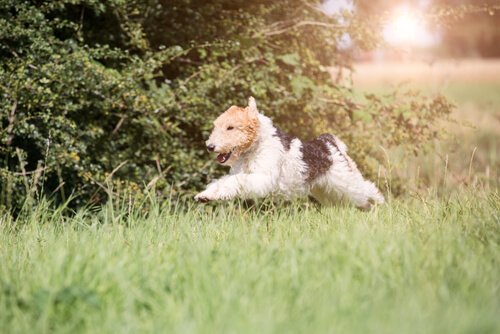 Fox Terrier running in a field