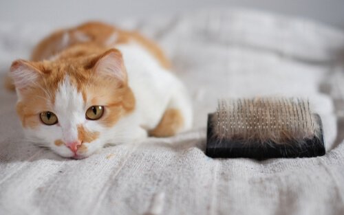  Cat laying next to a brush 