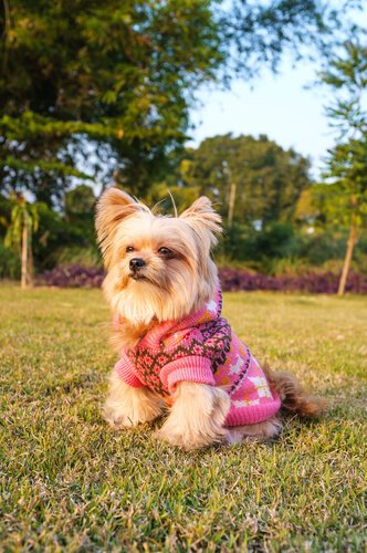 A Yorkie in a field