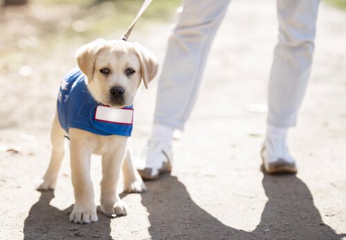 guide dog puppy