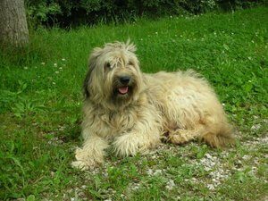 The Catalan Sheepdog