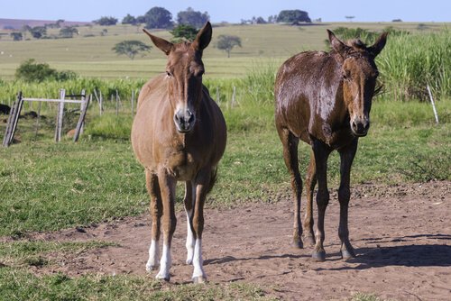 Two brown mules