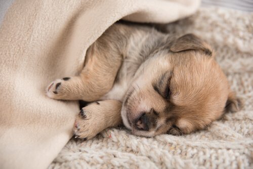 A puppy sleeping in a blanket