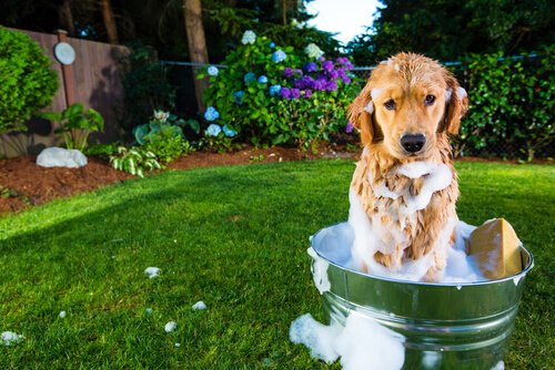 how to bathe your dog