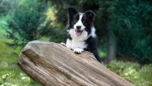 How to Train a Border Collie, One of the Most Intelligent Dog Breeds