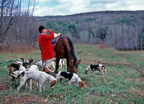 hunting dogs