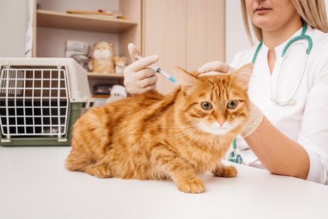 A cat getting vaccinated