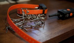 Punishment Collars Put Your Dog's Health at Risk